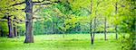 Panorama of a mixed forest with oak in spring sunny day