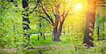 Panorama of a mixed forest with oak in spring sunny day