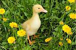 Small yellow duckling outdoor on green grass