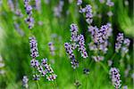 beautiful fresh fragrant lavender in the spring