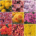 Collection of different species of chrysanthemums, closeup view