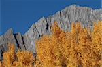 Autumn Aspen Trees with the Sawback Range in the Canadian Rockies