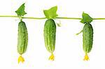 Three cucumbers growing on a vine; isolated on white background