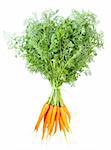 Bunch of fresh carrots on white background