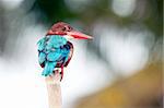 The kingfisher sitting on a tree branch