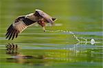 photo of brahminy kite hunting in the lake