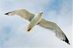 photo of seagull flying in the sky