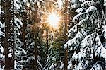 Detail view of a winter forest with sunbeam