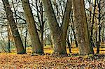 Trunks of large old trees in the park