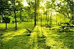 Green trees in park, a morning view with backlight