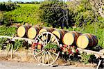 vineyard with barrels, Villeneuve-les-Corbieres, Languedoc-Roussillon, France