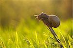 Beautiful snail looking landing )))