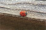 Dew Covered Ladybug on Wood waits for the Sun to Dry Out