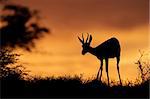 Springbok antelope (Antidorcas marsupialis) silhouetted against a red sky, Kalahari desert, South Africa