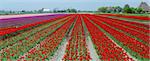 A spring field with red tulips somewhere in the Netherlands. Panorama