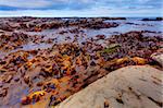 West coast of New Zealand's South Island near Kaikoura during low tide