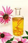 Coneflower essential  oil in bottle - stillife