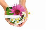 Young  woman holding mortar with herbs - Echinacea, ginkgo, chamomile