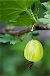 Fresh green gooseberry hanging on a branch