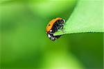 Macro view of ladybird sitting on a green leaf