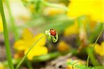 Macro view of ladybug sitting on a green vine