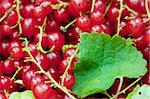 Close up view of a heap of red currants with green leaf