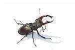 stag beetle sitting on white sheet in the middle