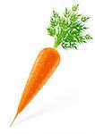 carrot with top vector illustration isolated on white background