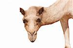 isolated single hump camel head starring to the camera on white background