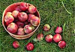 Overhead shot of a basket of freshly picked apples in grass