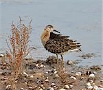 sandpiper portrait in the marsh of national park