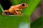 orange poison dart frog sitting on leaf in amazon rainforest Panama, terrarium pet animal