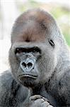Gorilla portrait isolated proud and defiant look made â??â??in vertical
