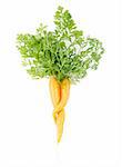 Fresh pair of carrots on white background