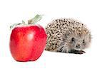 Little needle hedgehog and red apple isolated on white background