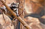A playful raccoon in a tree in an outdoor environment