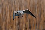 beautiful brown-headed gull