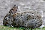 A shot of a brave hare who was peacefully eating without paying attention to me crawling next to it with my camera