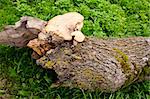 Fungus growing on a fallen tree trunk.