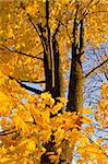 Autumn maple leaves and trunk. Yellow background of colorful tree.