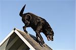 purebred senior labrador retriever jumping in a training of agility