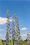 Group of flowering plants on the background of blue sky. Several bees sating on the flowers
