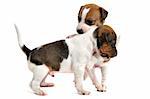 puppies jack russel terrier playing in front of white background