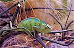 picture of a Yemen or Veiled Chameleon on a branch