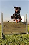 purebred rottweiler jumping in a training of obedience