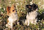portrait of two cute purebred chihuahua in a field