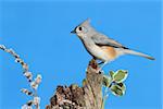 Tufted Titmouse (baeolophus bicolor) on a stump with a blue background