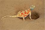 Female ground agama (Agama aculeata) at her nest burrow, Kalahari desert, South Africa