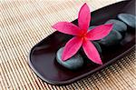 Tropical Plumeria Frangipani with spa stone on bamboo mat for spa and wellness concept