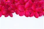 Red Plumeria Frangipani Flower for Spa and Wellness Concept with Space for Text